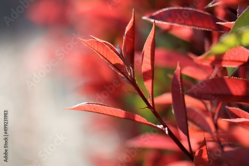 Foto 葉が色づいた美しい植物のクローズアップ