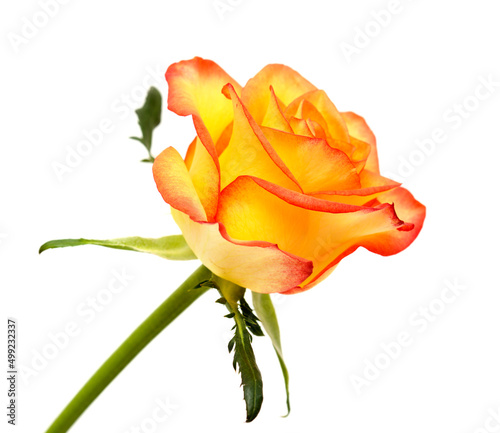 Rose with a yellow to orange gradient of color in the petals 