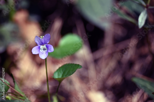 Viola riviniana, the common dog-violet, is a species of flowering plant in the family Violaceae, native to Eurasia and Africa. It is also called wood violet and dog violet. It inhabits woodland edges, photo