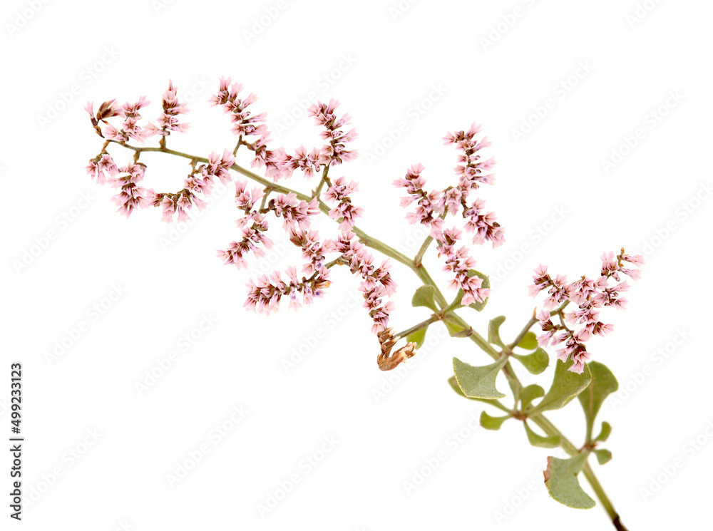 Flora of Gran Canaria - Limonium pectinatum, isolated on white background Flora of Gran Canaria - Limonium pectinatum, isolated on white background