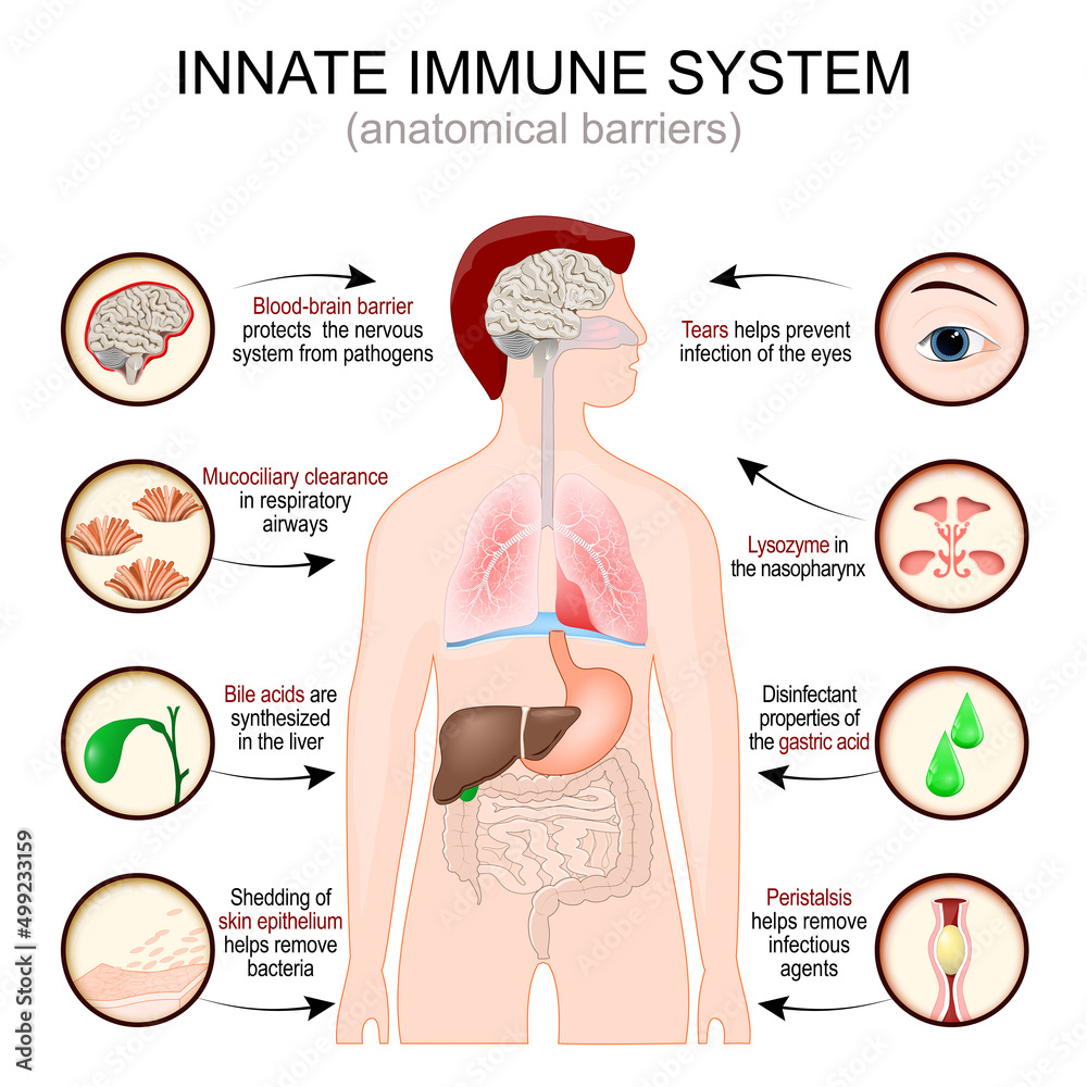 Innate immune system. anatomical barriers. man silhouette with Internal organs. Blood brain barrier
protects the nervous system from pathogens.  - obrazy, fototapety, plakaty 