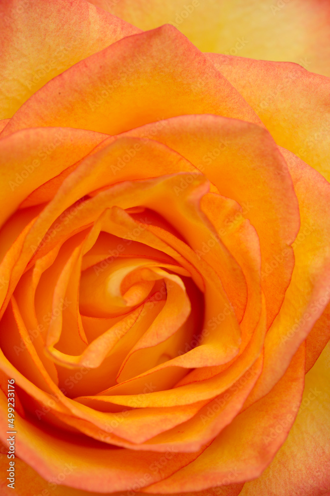 Rose with a yellow to orange gradient of color in the petals Rose with a yellow to orange gradient of color in the petals
