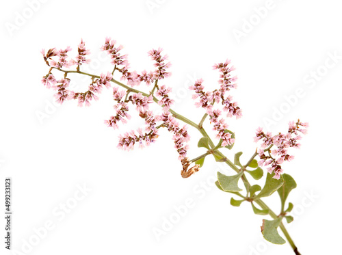 Flora of Gran Canaria -  Limonium pectinatum, isolated on white background