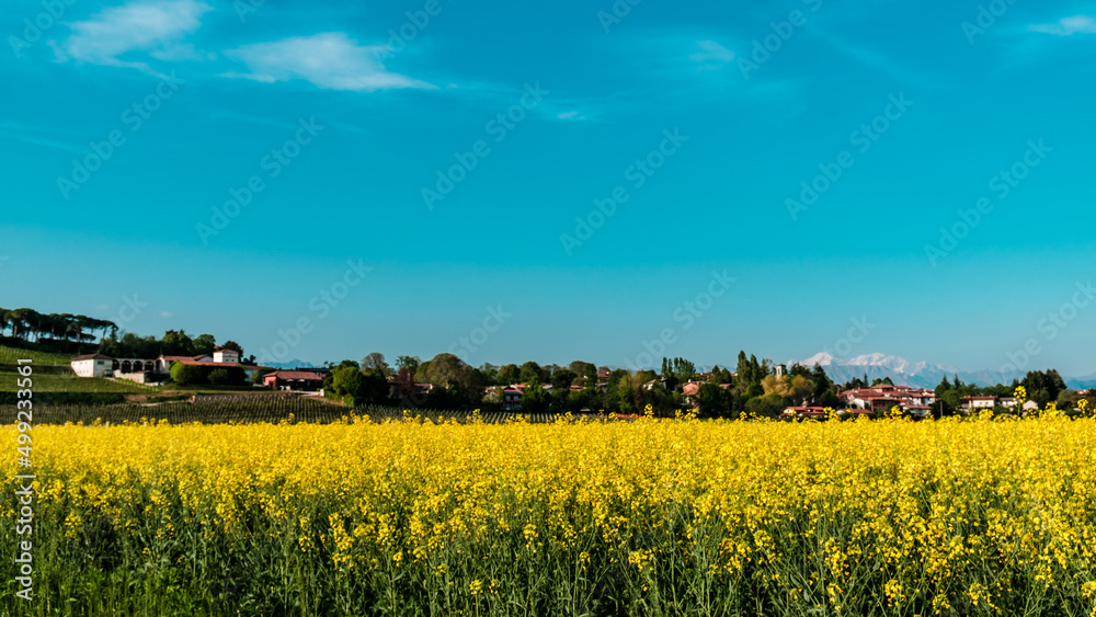 Fields of colza in front of an italian village