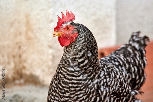 Portrait of a black and white hen walking in her farmyard