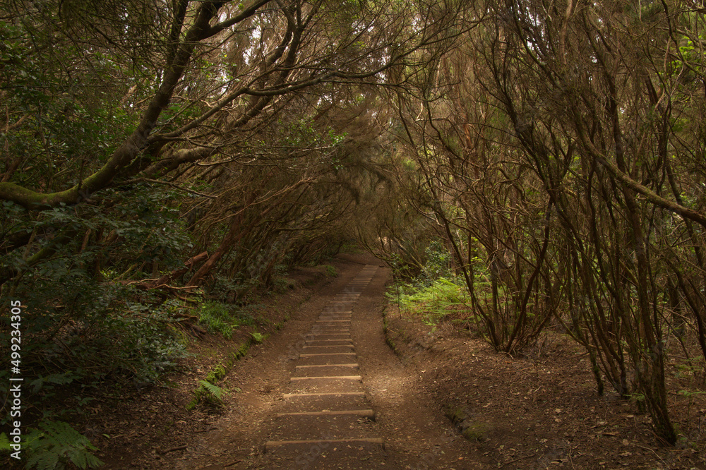 Obraz premium Tenerife, tangled and dark forests of Anaga rural park in the north east part of the island