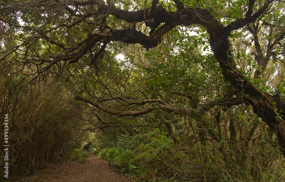 Tenerife, tangled and dark forests of Anaga rural park in the north east part of the island Tenerife, tangled and dark forests of Anaga rural park in the north east part of the island