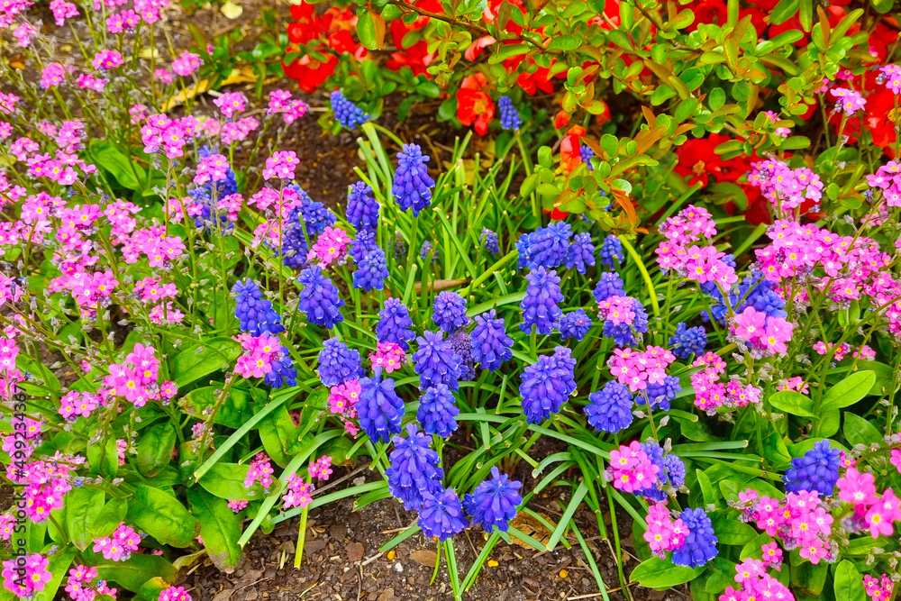 Bright blooming flowers in the garden in the spring.