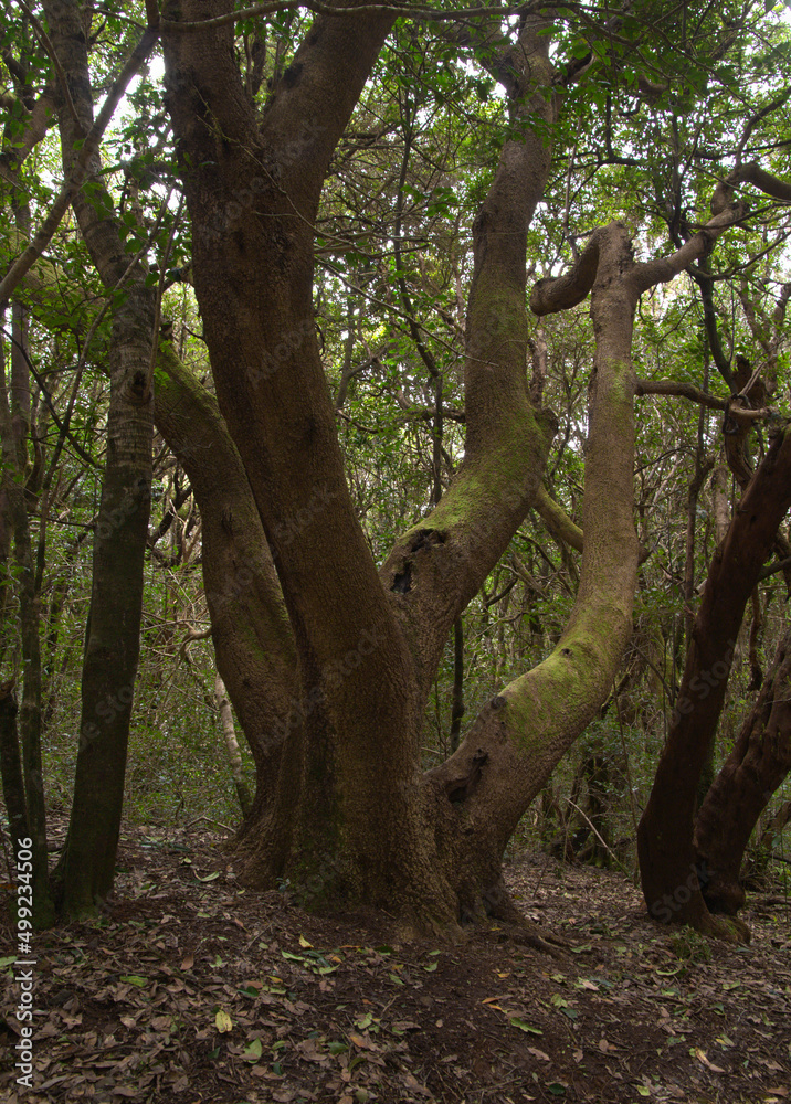 Tenerife, tangled and dark forests of Anaga rural park in the north east part of the island