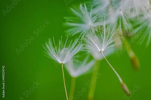 Dandelion flower. Dandelion flower on green blur background. Macro closeup. 