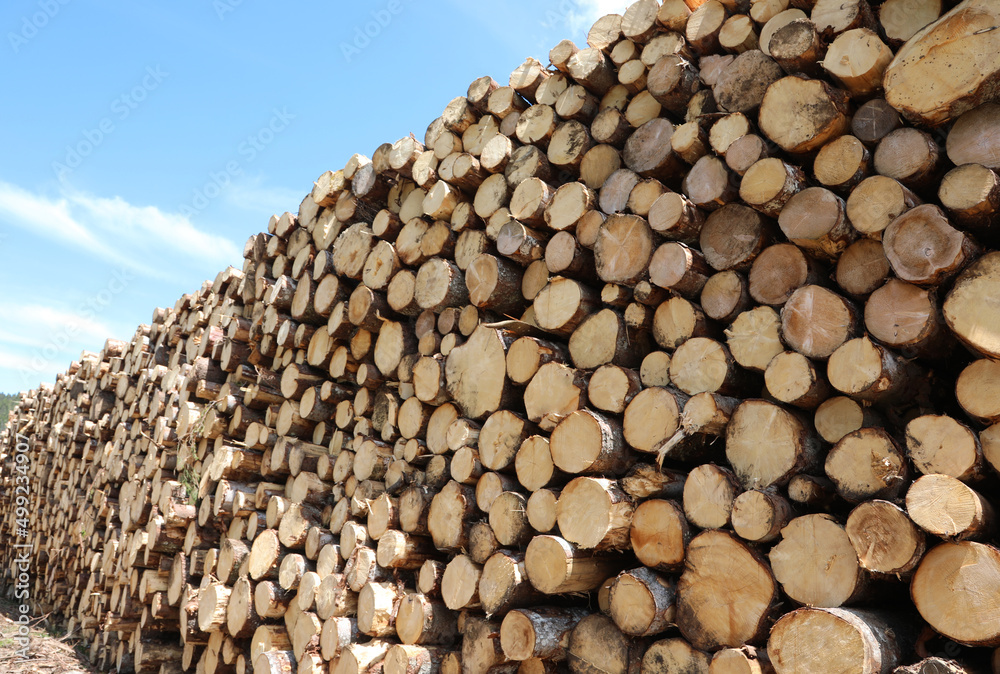 sawn tree trunks cut in the sawmill for the production of lumber