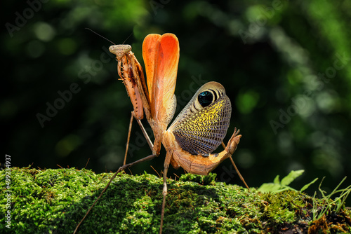  Pseudempusa pinnapavonis (grasshopper peacock) in the tropical forest in Thailand.