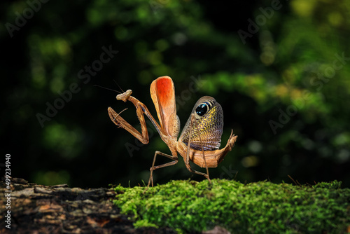  Pseudempusa pinnapavonis (grasshopper peacock) in the tropical forest in Thailand. © sippakorn