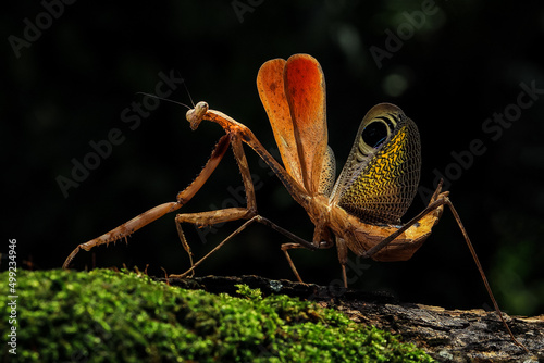  Pseudempusa pinnapavonis (grasshopper peacock) in the tropical forest in Thailand.