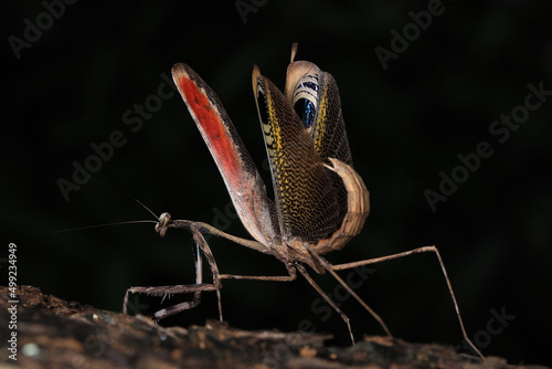  Pseudempusa pinnapavonis  grasshopper peacock  in the tropical forest in Thailand.