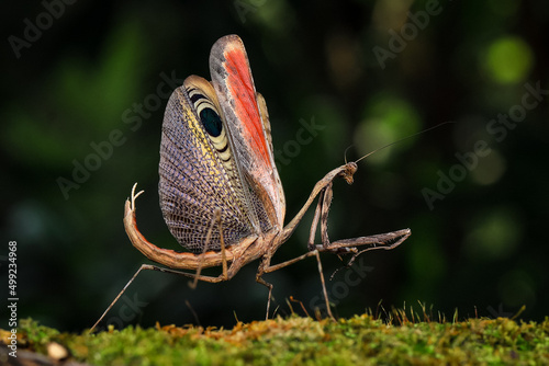  Pseudempusa pinnapavonis (grasshopper peacock) in the tropical forest in Thailand. © sippakorn