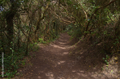 Tenerife  tangled and dark forests of Anaga rural park in the north east part of the island