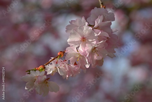 Beautiful flowering tree. Spring colorful background with flowers. Nature in spring time - nice sunny day.