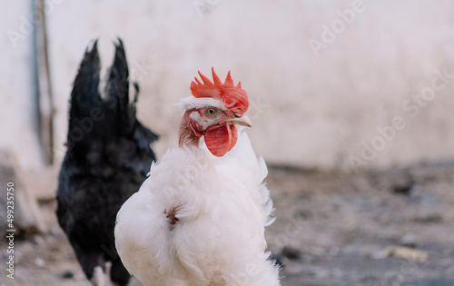 Portrait of a piroco rooster, close up of an Indian rooster, portrait of a piroco rooster with a crest, concept of domestic animals. photo