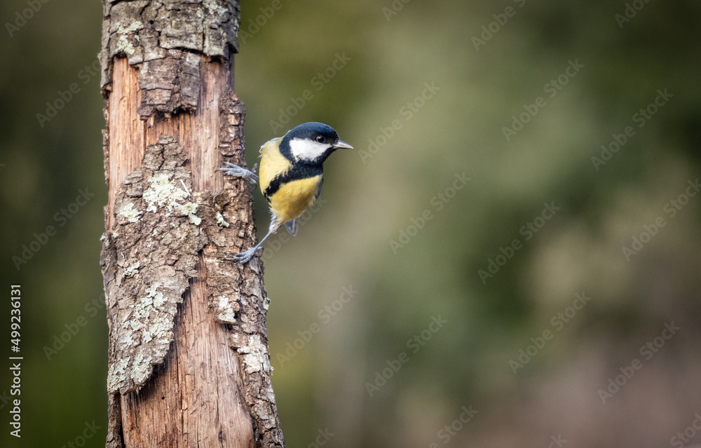 Obraz premium Great Tit on a Branch