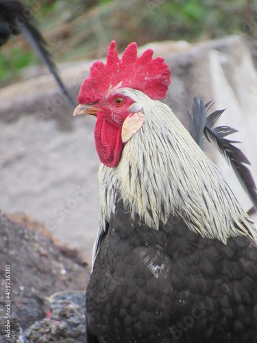 portrait of a rooster