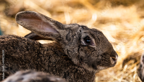 Cute manchu hare rabbit sitting on the natureon golden yellow dry hay and looking back photo