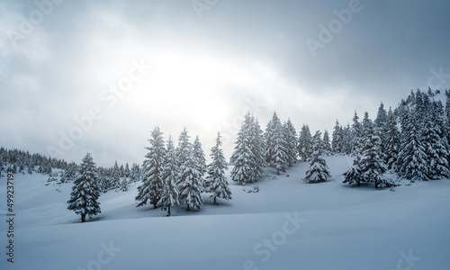Pine trees covered with snow on mountain hill