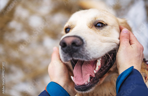 Golden retriever dog happy with owner hands petting him. Doggy portrait in winter nature with blurred background