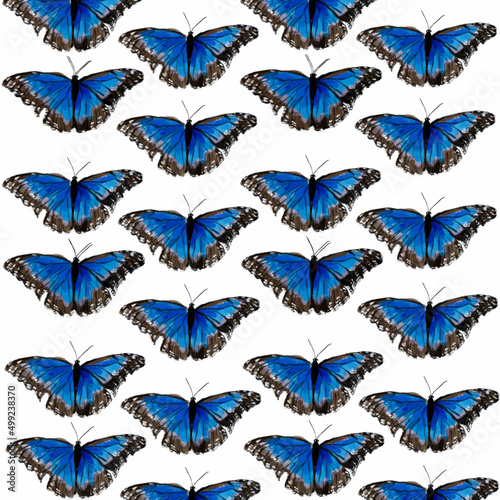 butterflies butterflies with sequins blue-black butterfly exotic butterfly butterfly with bubbles butterfly with highlights butterfly on a sky background butterfly on a green background