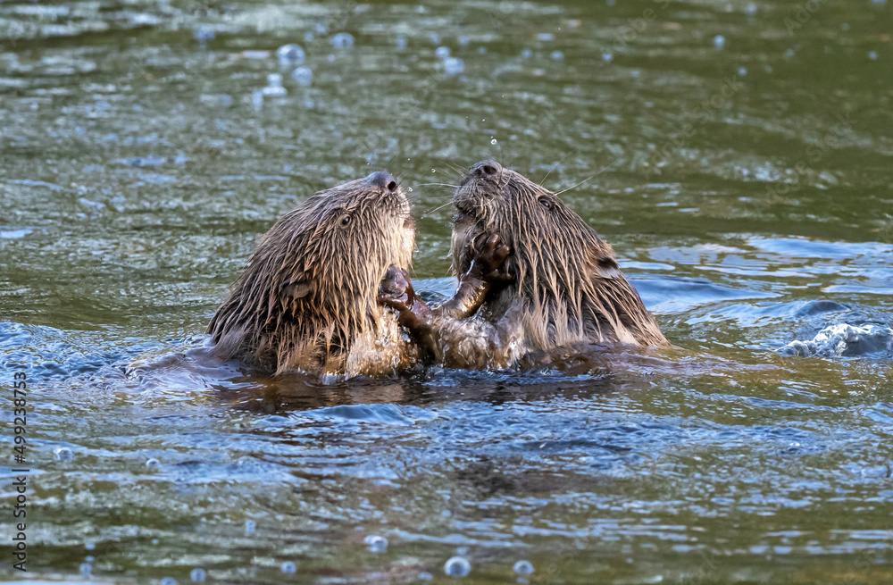 Zwei Nutrias (Myocastor coypus) kämpfen im Altrhein bei Jockgrim, Rheinland-Pfalz, Deutschland, Zwei Nutrias (Myocastor coypus) kämpfen im Altrhein bei Jockgrim, Rheinland-Pfalz, Deutschland,