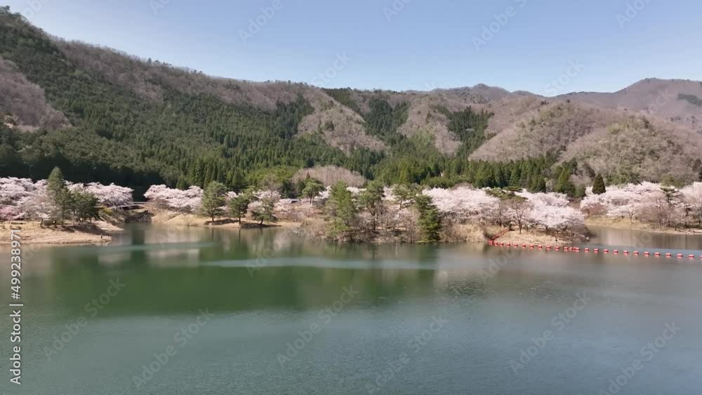 大野ダム満開の桜と美しいダム湖をドローンで空撮 大野ダム満開の桜と美しいダム湖をドローンで空撮