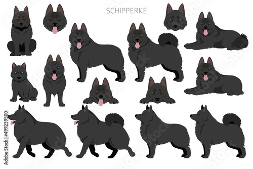 Schipperke clipart. Different poses, coat colors set