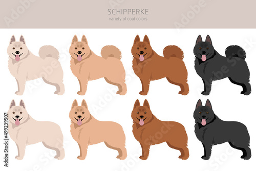 Schipperke clipart. Different poses, coat colors set