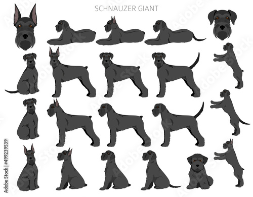 Schhnauzer Giant clipart. Different poses, coat colors set