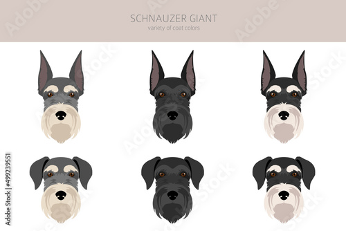 Schhnauzer Giant clipart. Different poses, coat colors set