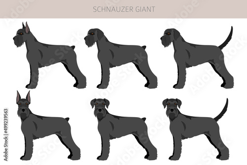 Schhnauzer Giant clipart. Different poses, coat colors set