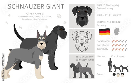 Schhnauzer Giant clipart. Different poses, coat colors set