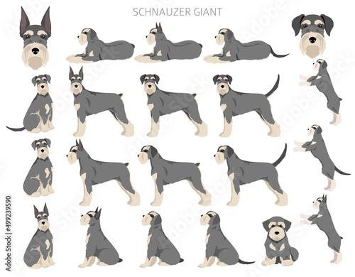 Schhnauzer Giant clipart. Different poses, coat colors set