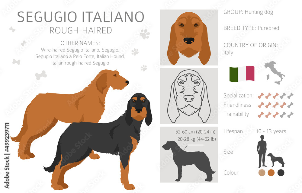 Segugio Italiano rough haired clipart. Different poses, coat colors set