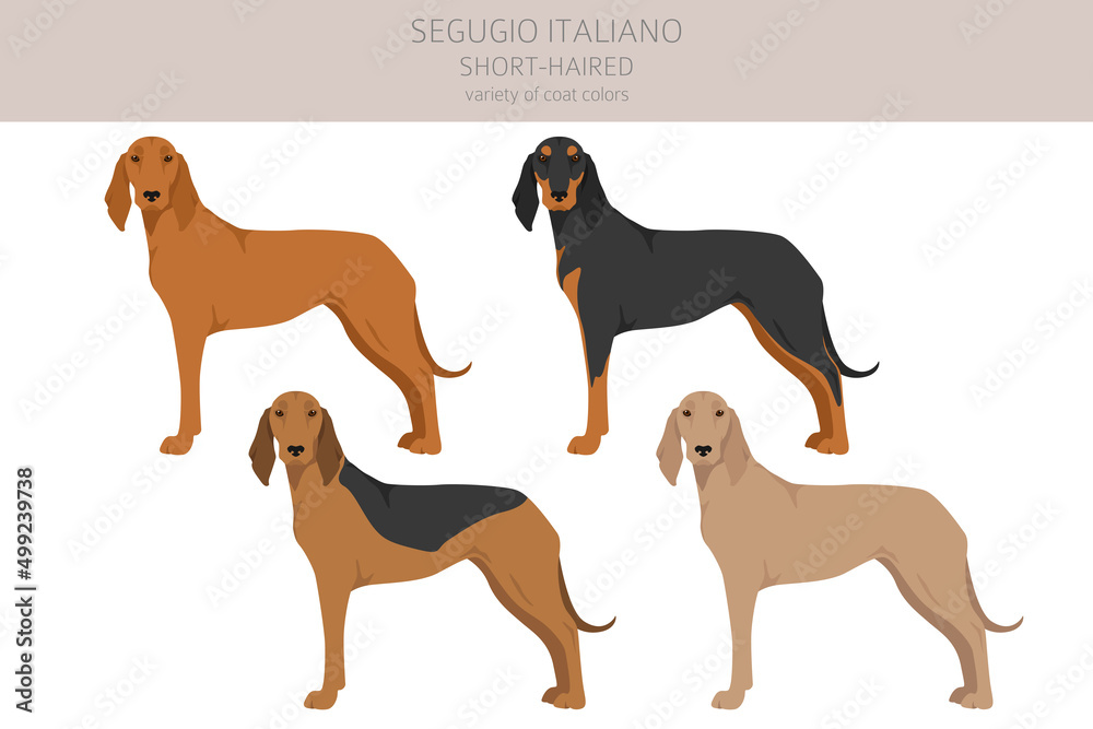 Segugio Italiano short haired clipart. Different poses, coat colors set