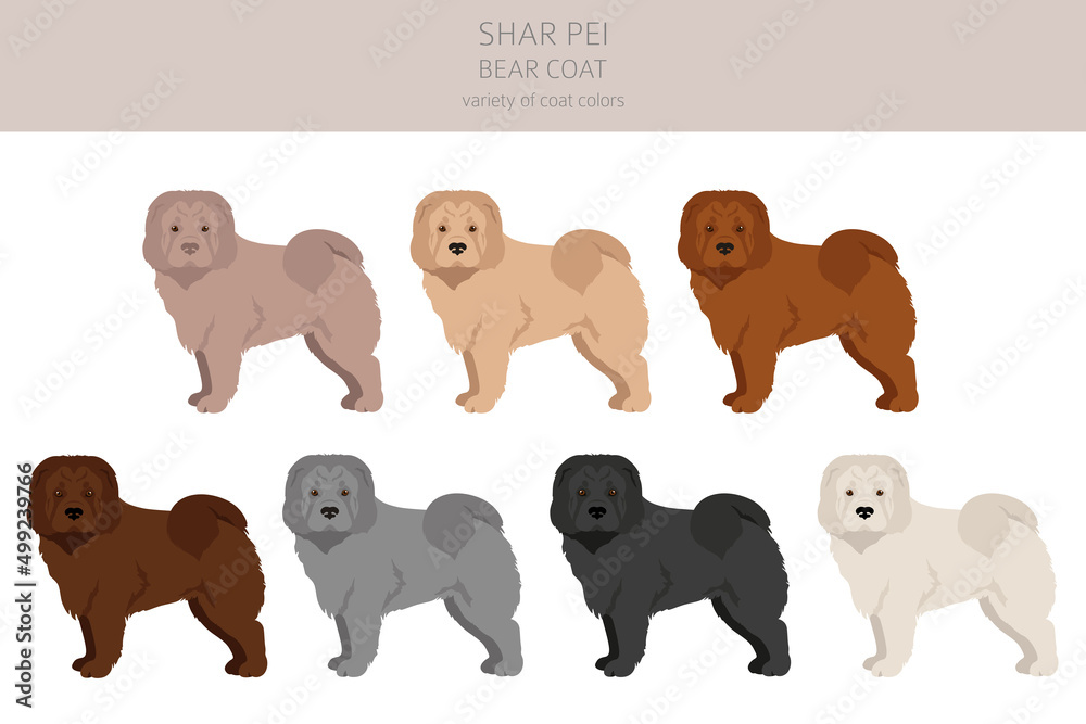 Fototapeta premium Shar Pei bear coat clipart. Different poses, coat colors set