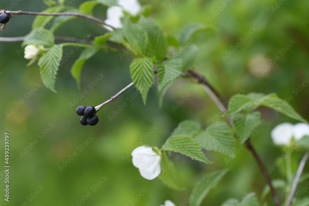 Jet bead (Rhodotypos scandens) flowers. Rosaceae deciduous shrub. White flowers bloom from April to May, and four shiny black fruits remain until spring. Jet bead (Rhodotypos scandens) flowers. Rosaceae deciduous shrub. White flowers bloom from April to May, and four shiny black fruits remain until spring.