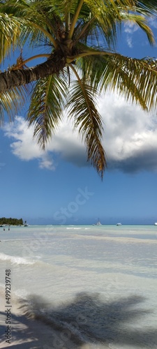 Palm tree on the beach. Beautiful coastline in the ocean. Wonderful paradise in Dominican Republic. Sunny day  blue water.