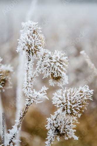 Frozen plants in the fall. The first frost on dry meadow plants.