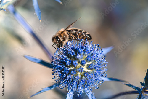 Biene auf kleiner Mannstreu photo