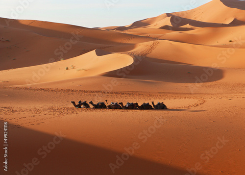 Caravan with lying camels in desert in Africa