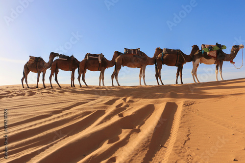 Caravan camel in desert Sahara under the sunlight in Morocco in Africa