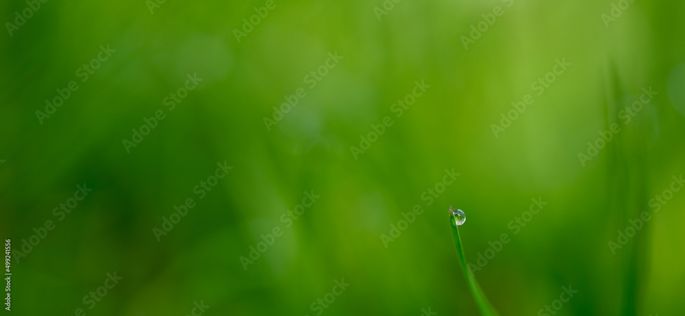 Beautiful close-up of a dew drop Beautiful close-up of a dew drop