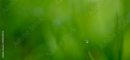 Beautiful close-up of a dew drop