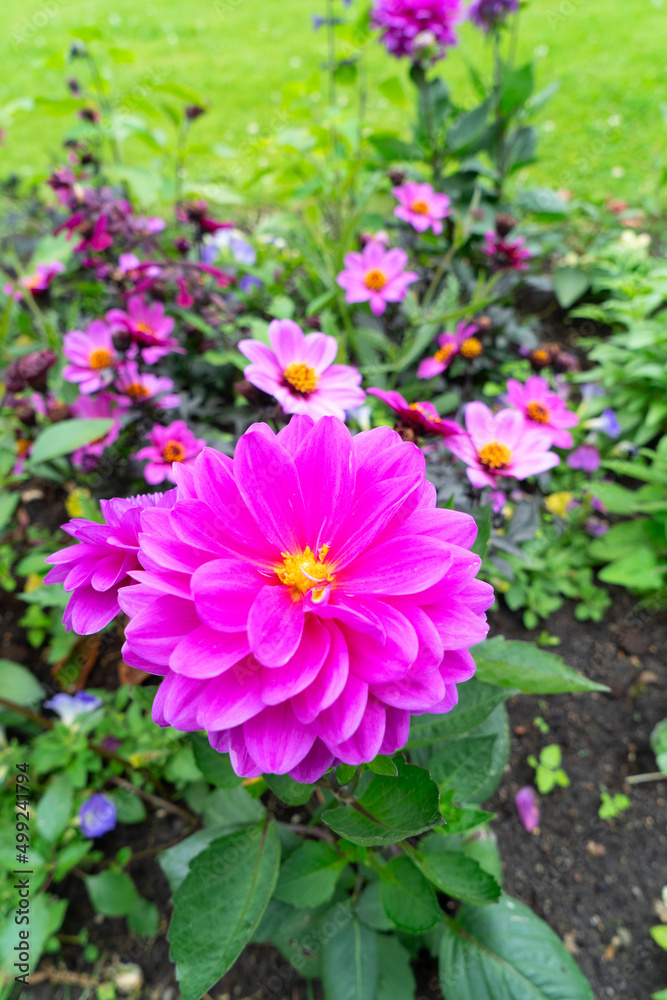 dahlia flowers summer background dahlia flowers summer background